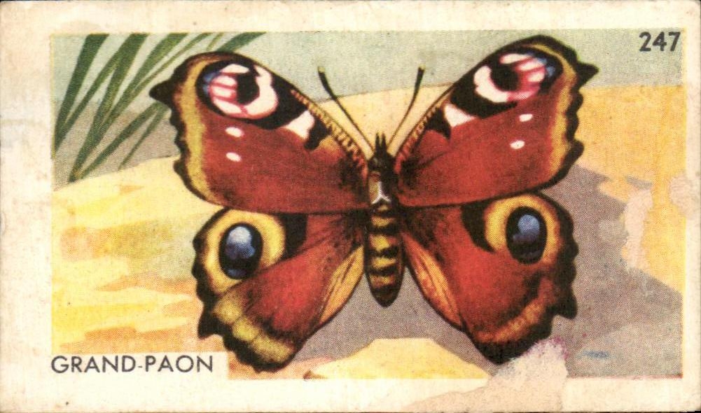 Image Grand Paon Papillon