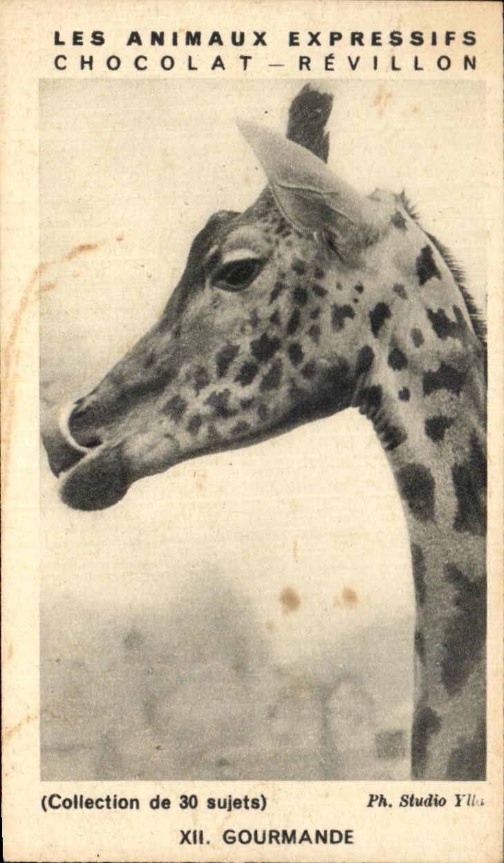 Image Les Animaux Expressifs Chocolat Revillon Gourmande Giraffe Giraf