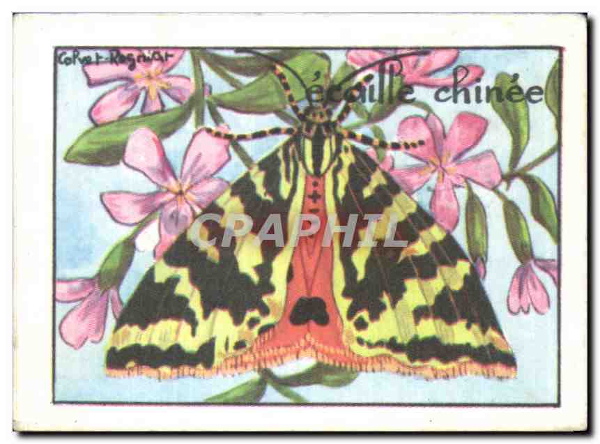 Image Ecaille Chinee Papillon