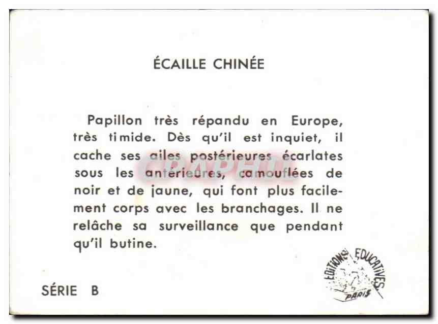 Image Ecaille Chinee Papillon — Verso