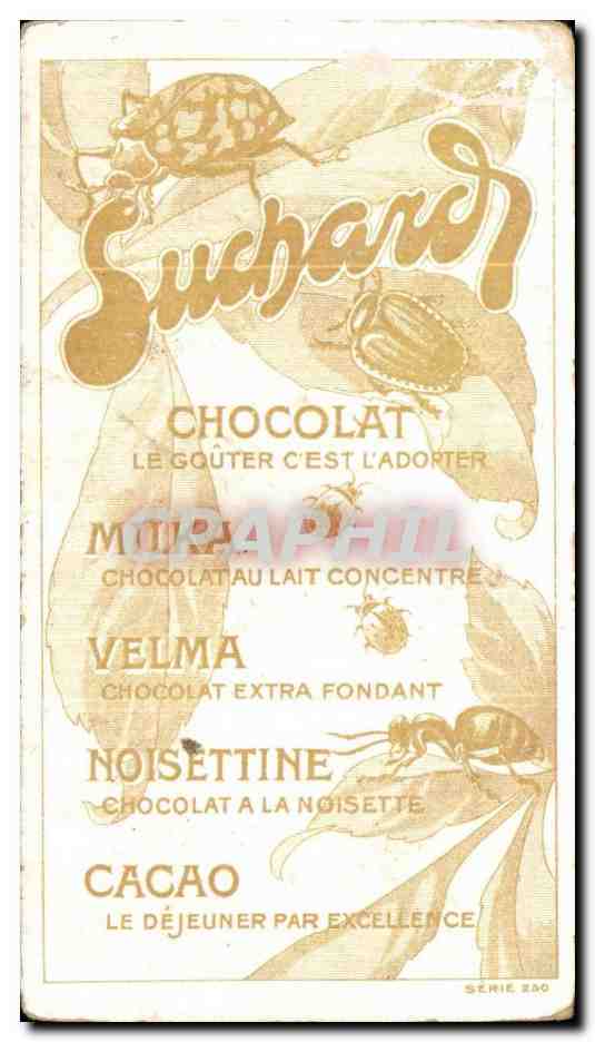 Chromo Chocolat Suchard Calosome Carabe Insecte — Verso