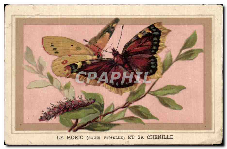 Chromo Le Morio Et Sa Chenille Papillon 