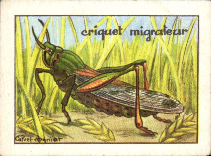 Image Criquet Migrateur