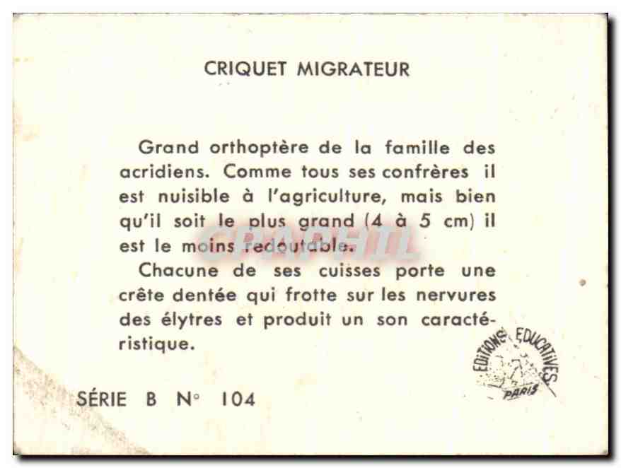 Image Criquet Migrateur — Back