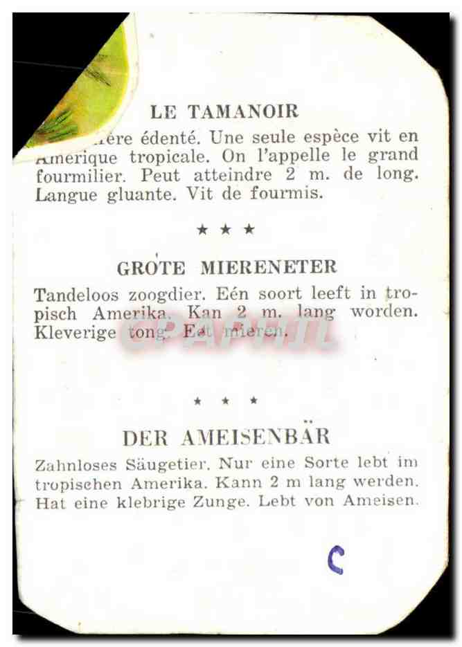 Image Le Tamanoir Fourmilier  — Verso
