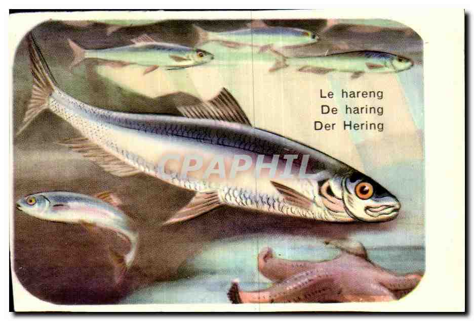 Image Le Hareng Poisson 