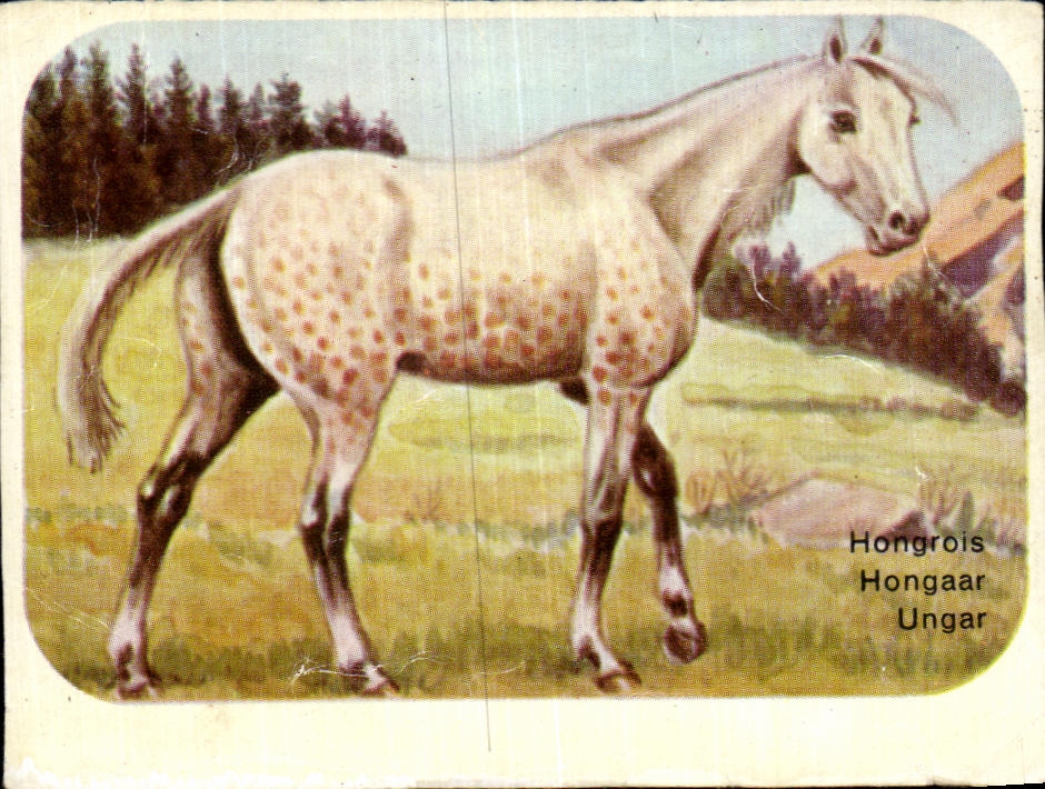 Image Hongrois Cheval