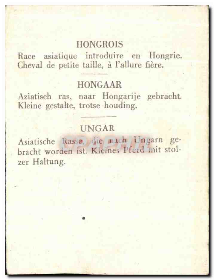 Image Hongrois Cheval — Verso