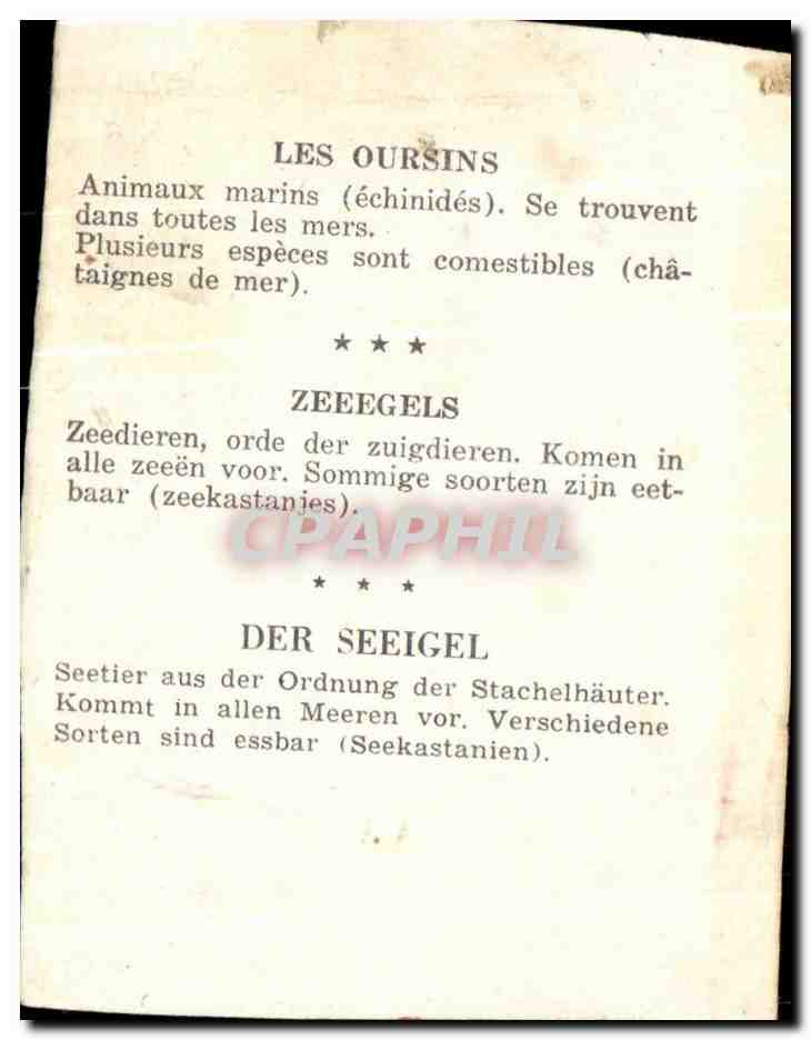 Image Les Oursins Animaux Marins  — Rückseite