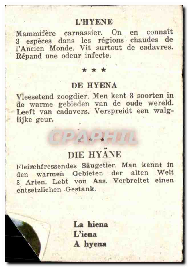 Image La Hyene  — Verso