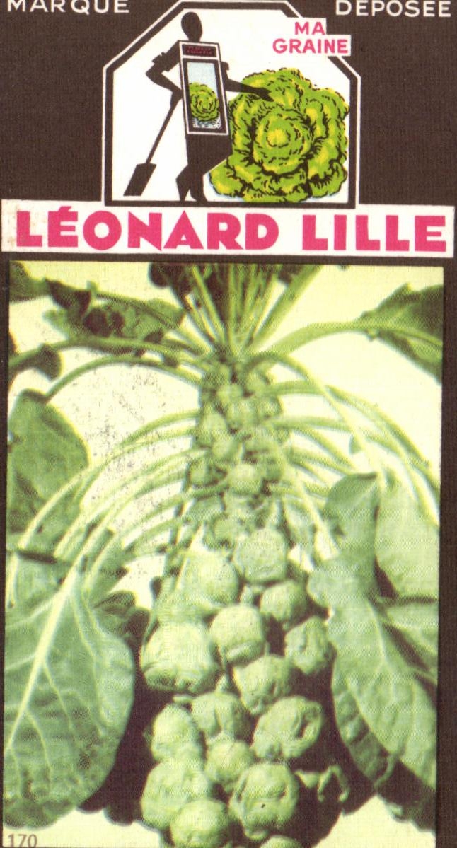 Image Fleurs Leonard Lille Chou 