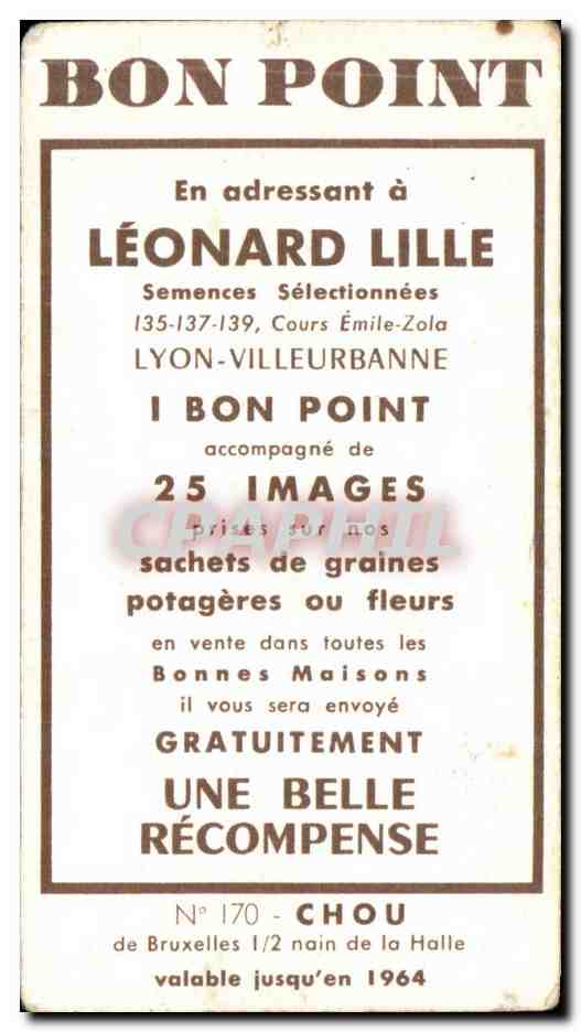 Image Fleurs Leonard Lille Chou  — Back