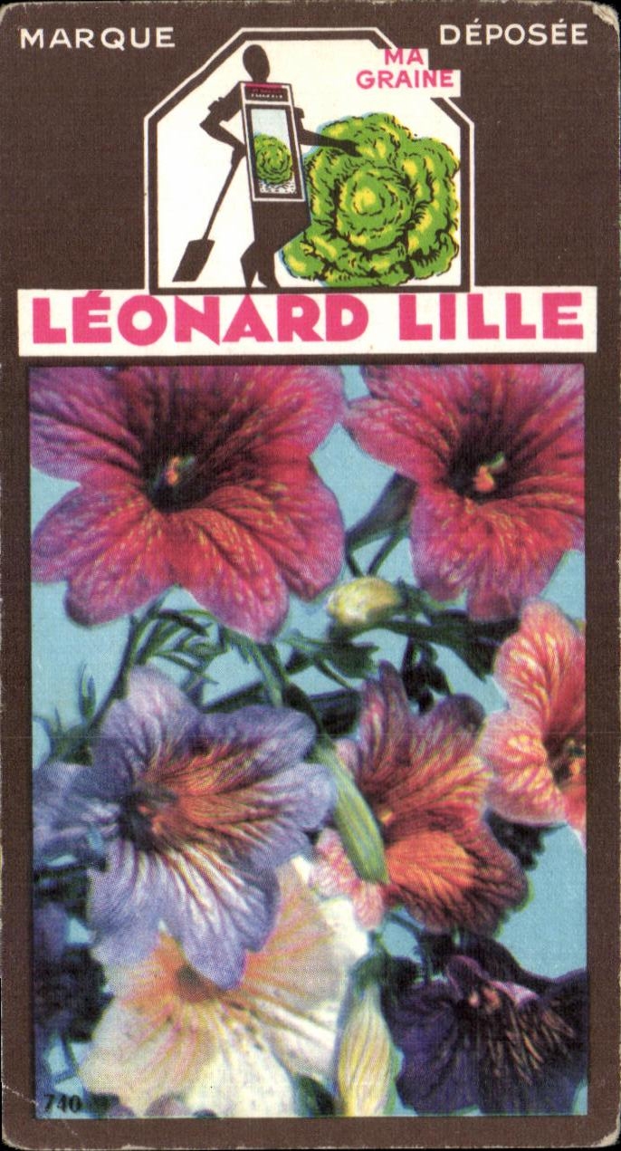 Image Fleurs Leonard Lille Salpigossis 