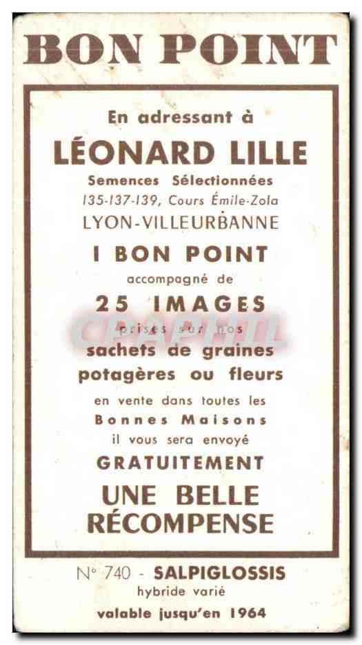 Image Fleurs Leonard Lille Salpigossis  — Verso