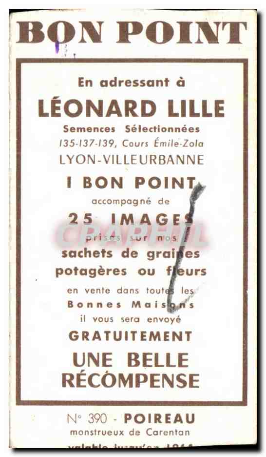 Image Fleurs Leonard Lille Poireau — Rückseite