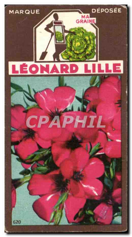 Image Fleurs Leonard Lille Lin 