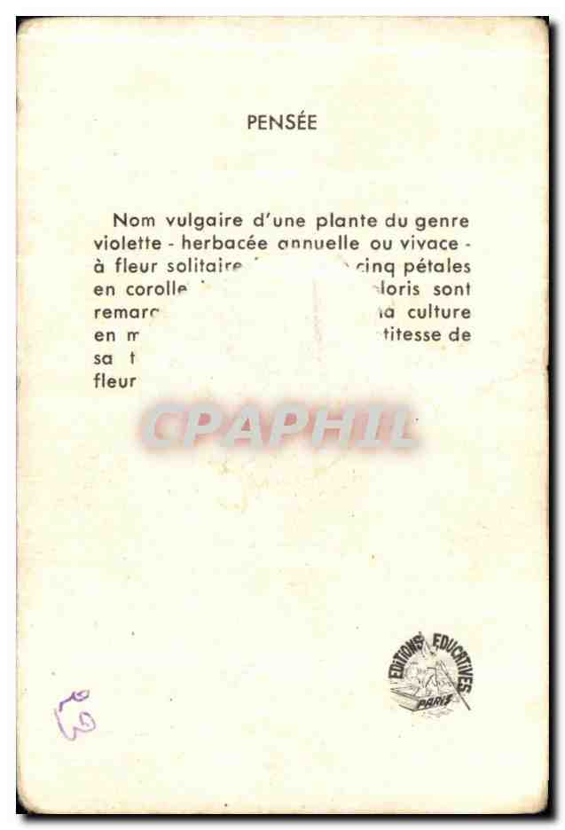 Image Fleurs Pensee  — Rückseite
