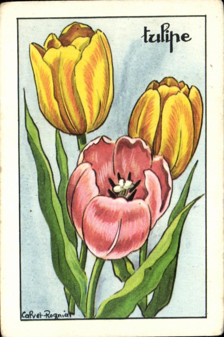 Image Tulipe Fleurs 