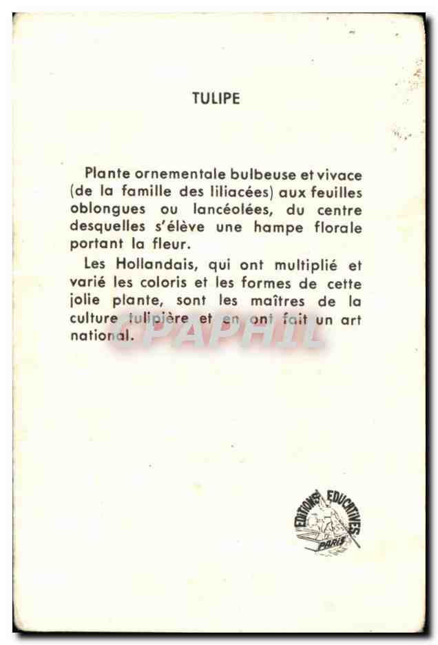 Image Tulipe Fleurs  — Verso