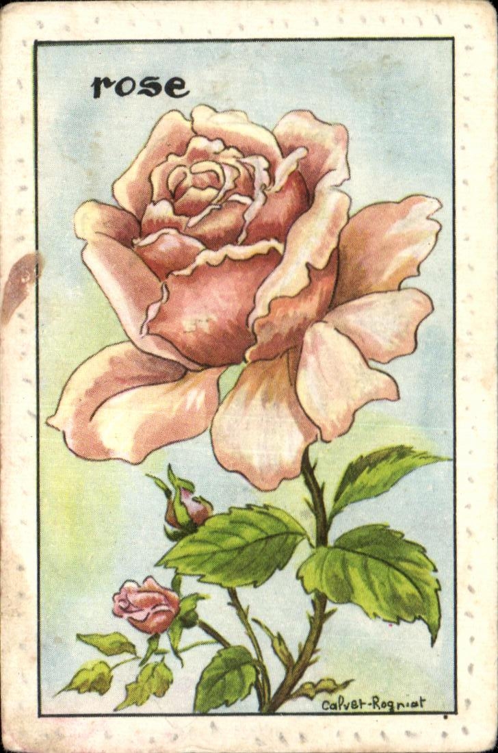 Image RoseFleur 