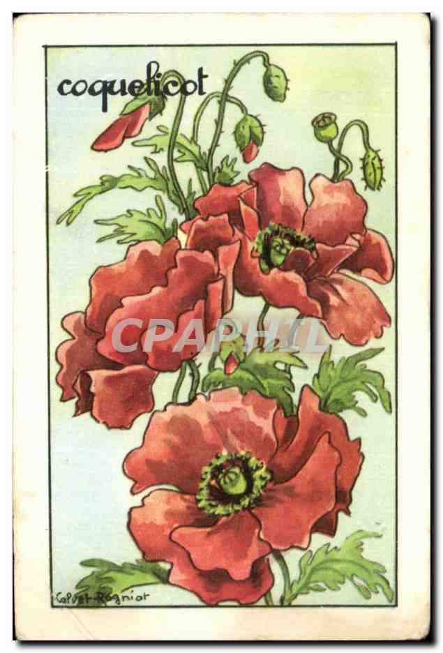 Image Coquelicot Fleur