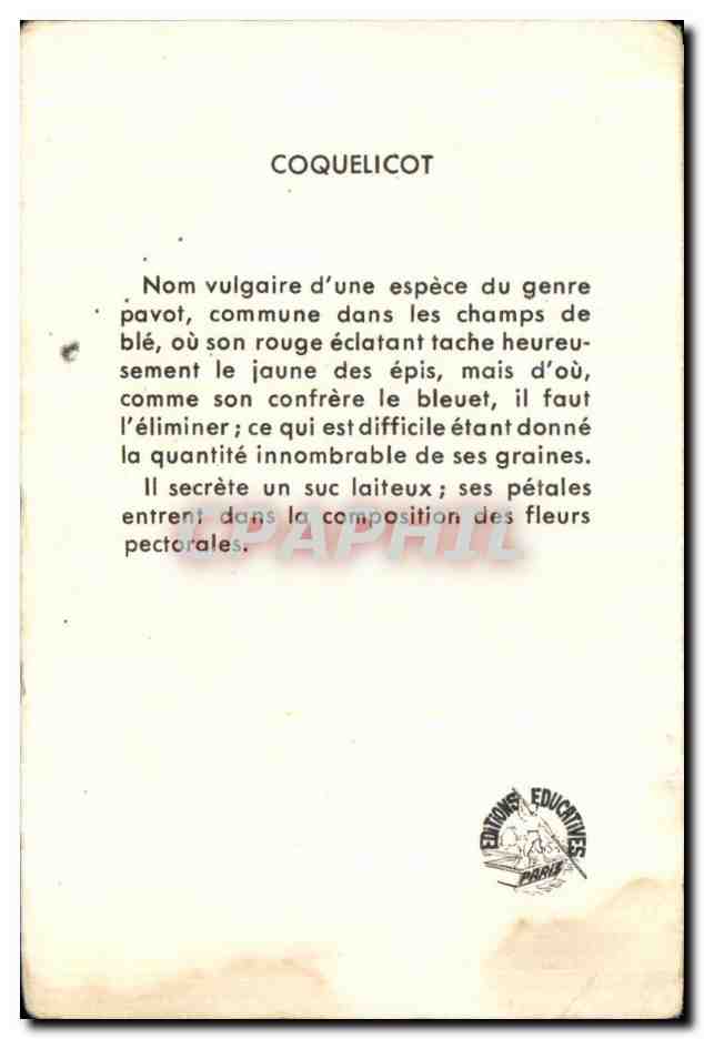 Image Coquelicot Fleur — Rückseite