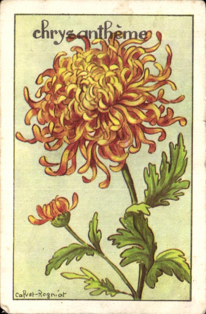 Image Chrysantheme Fleur