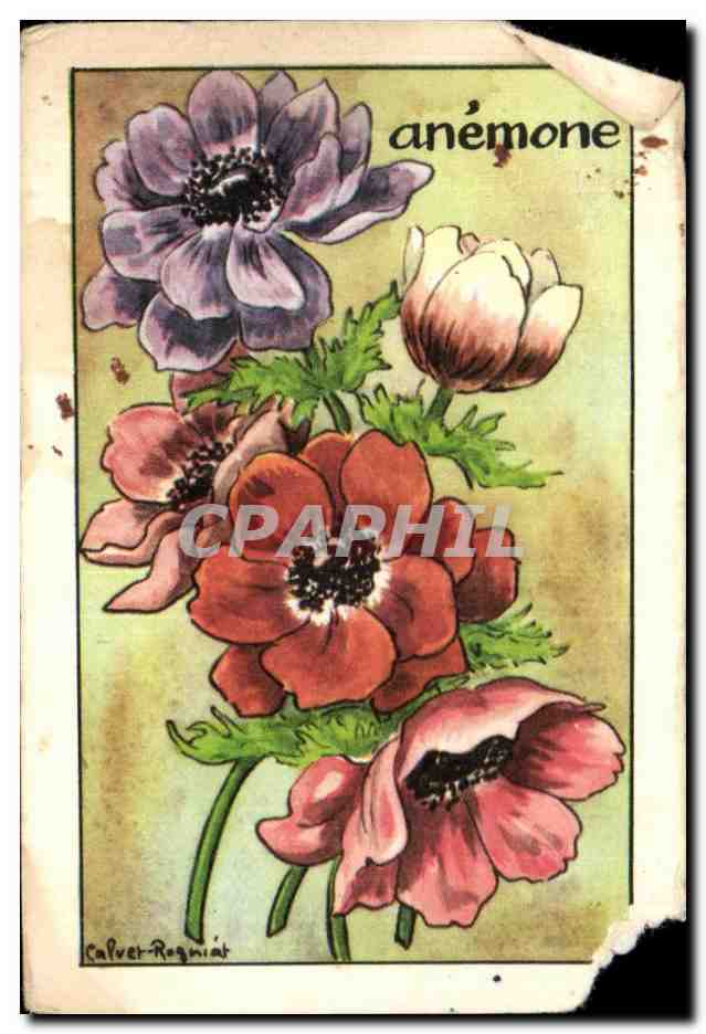 Image Anemone 