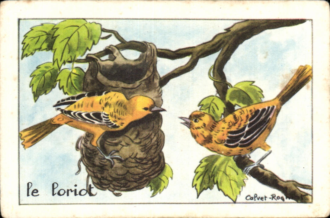 Image Le Loriot Oiseau