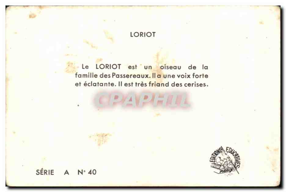 Image Le Loriot Oiseau — Verso