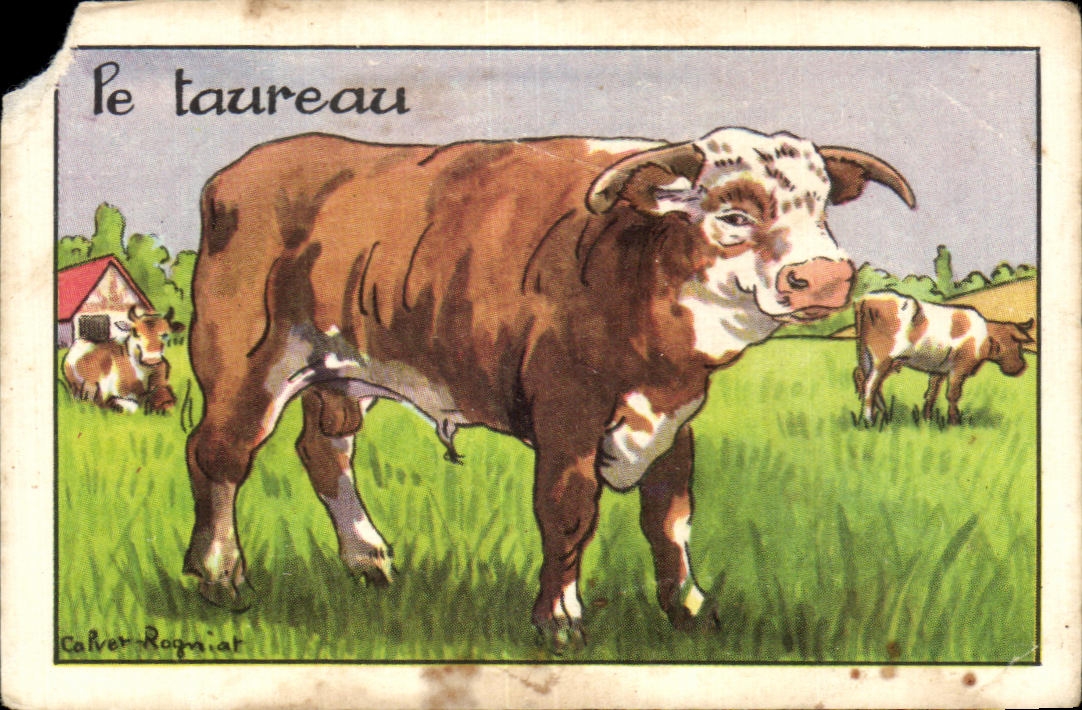 Image Le Taureau 