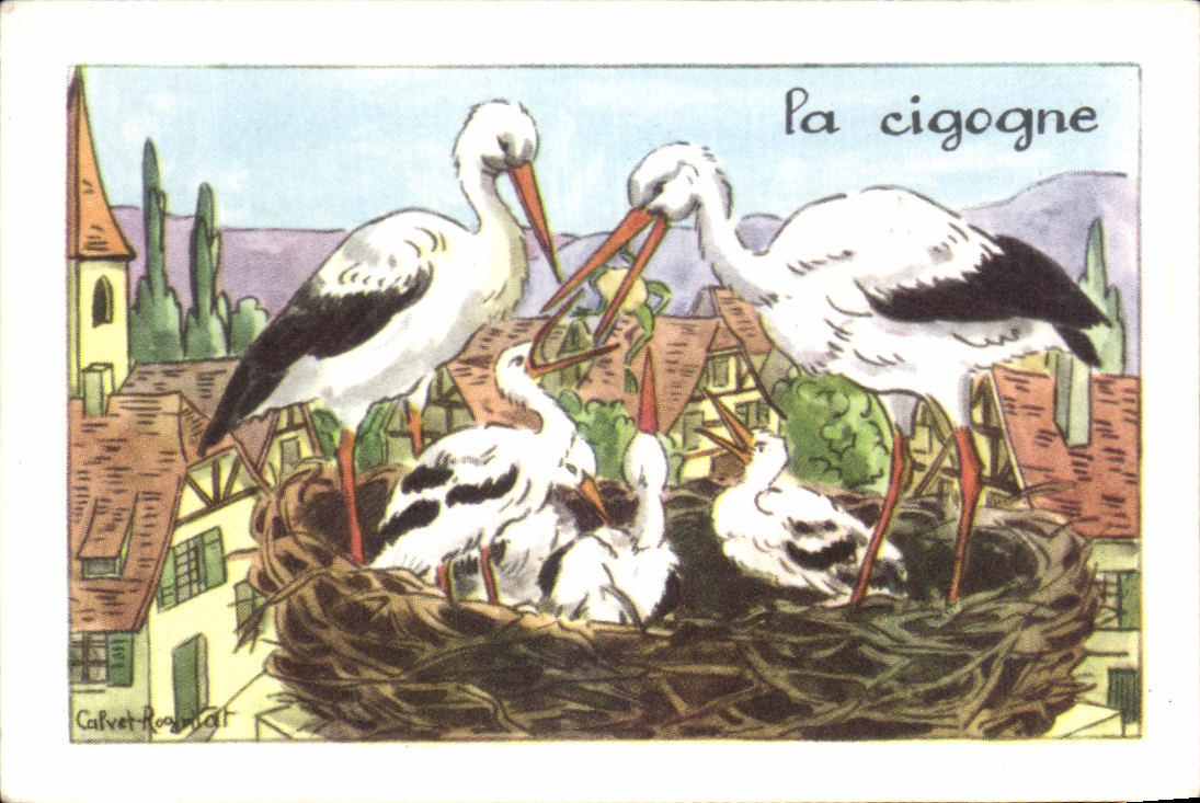 Image La Cigogne Oiseau