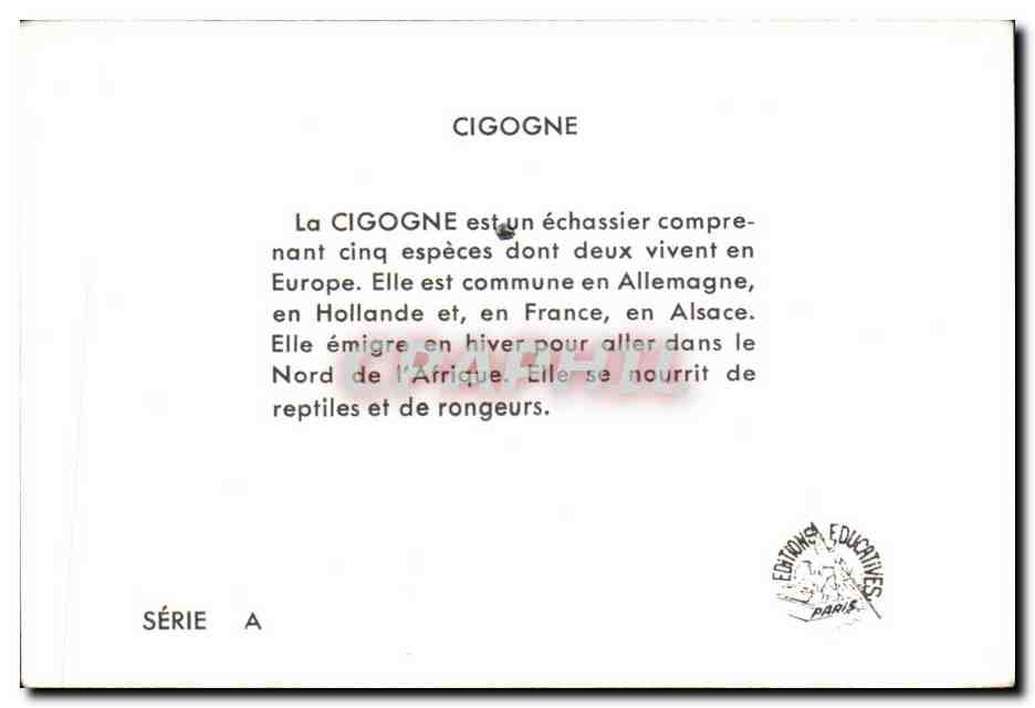 Image La Cigogne Oiseau — Verso