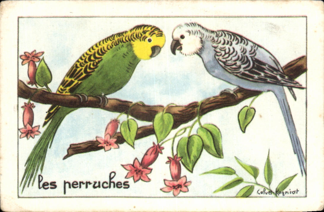 Image Les Perruches Perroquets 