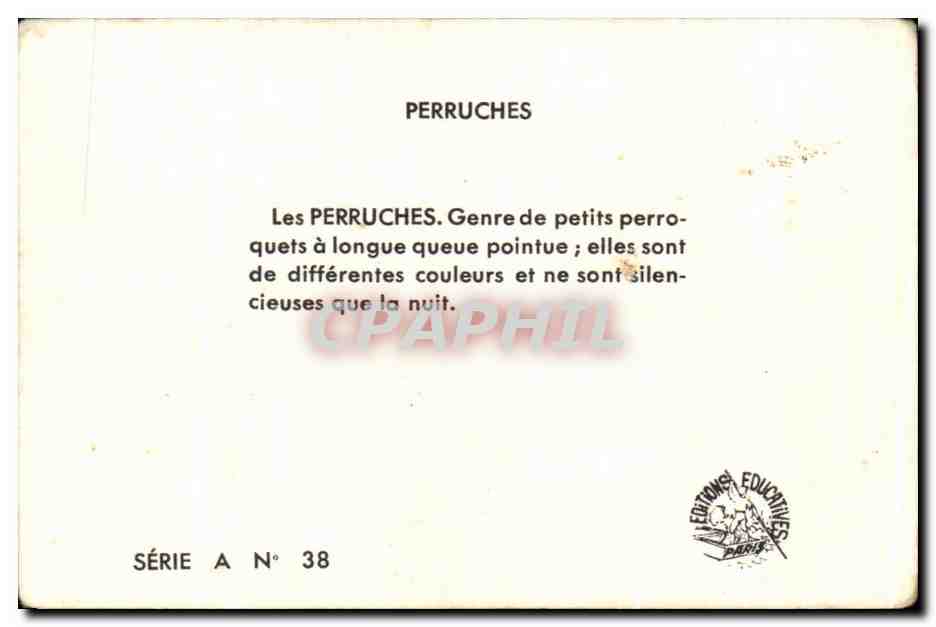 Image Les Perruches Perroquets  — Back