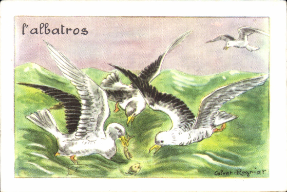 Image Albatros Oiseau
