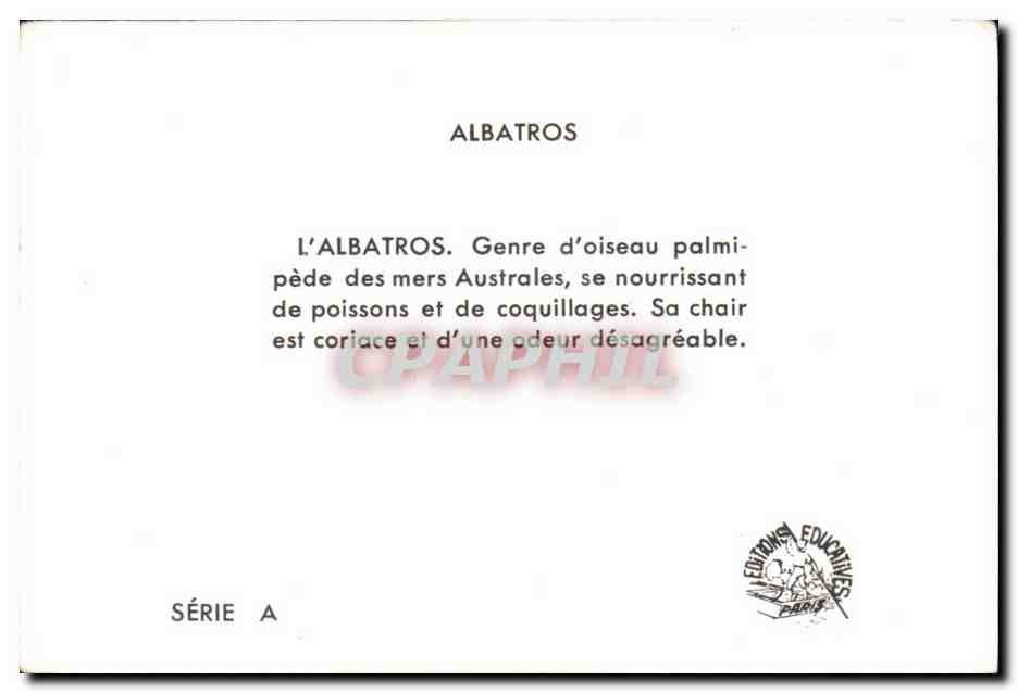 Image Albatros Oiseau — Verso