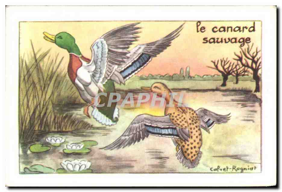 Image Canard Sauvage