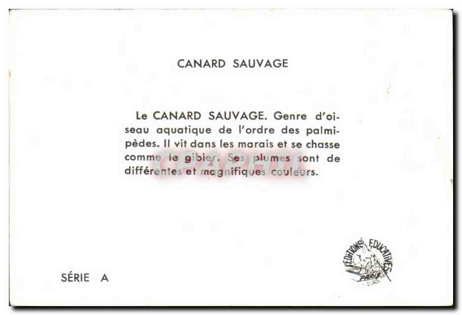 Image Canard Sauvage — Back