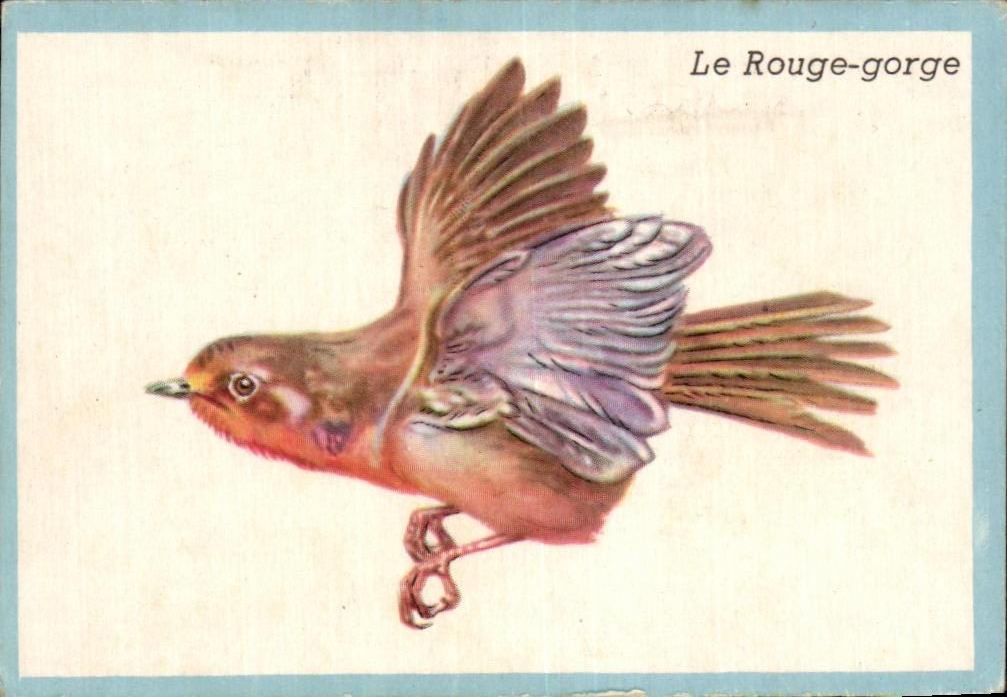 Image Le Rouge Gorge Bon point Oiseau