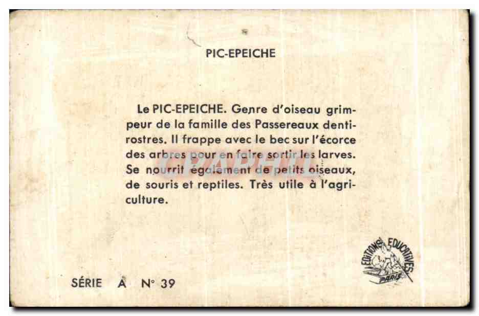 Image Le pic Epeiche Oiseau — Rückseite