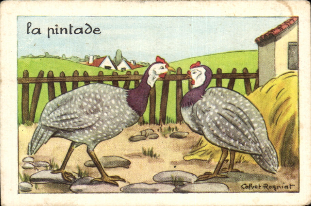 Image La Pintade Capvert Genre d'Oiseau De Pordre Des Gallinoces