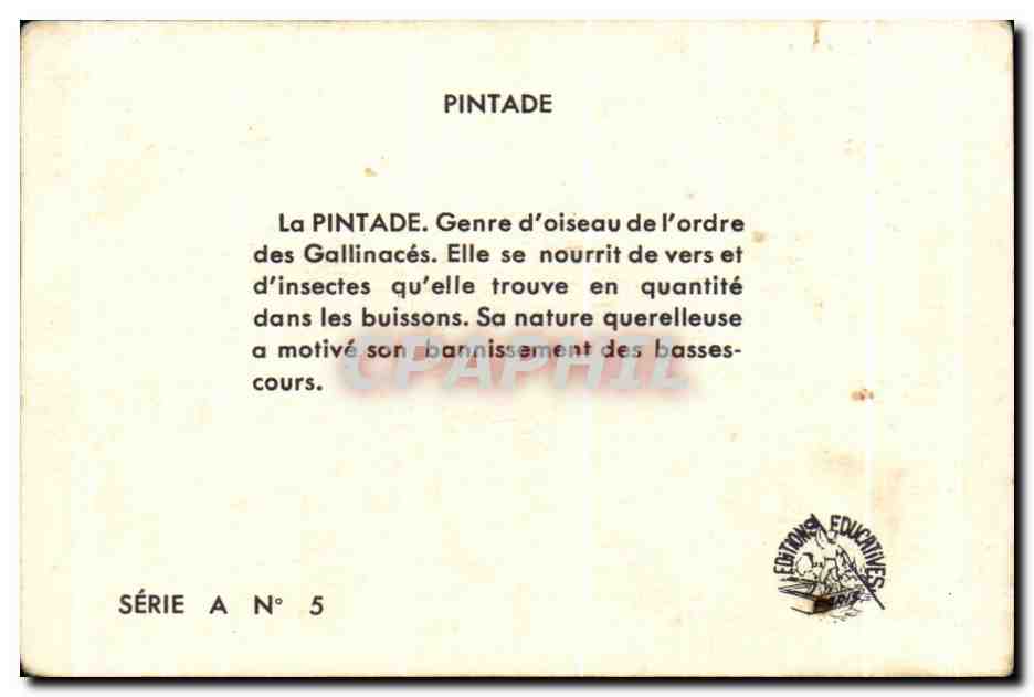 Image La Pintade Capvert Genre d'Oiseau De Pordre Des Gallinoces — Verso