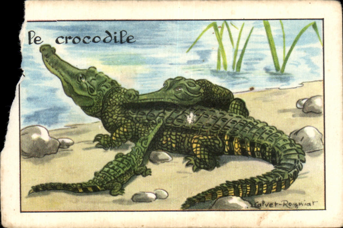 Image Le Crocodile
