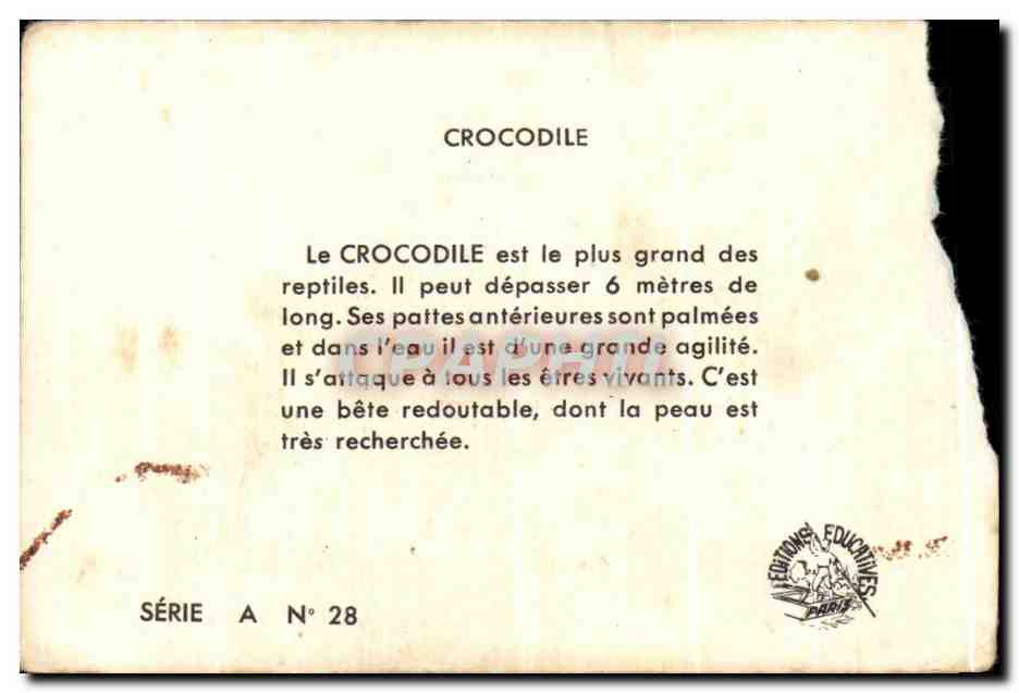 Image Le Crocodile — Verso