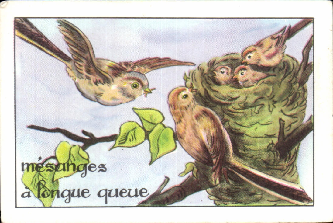Image Mesanges a longue queue oiseaux 