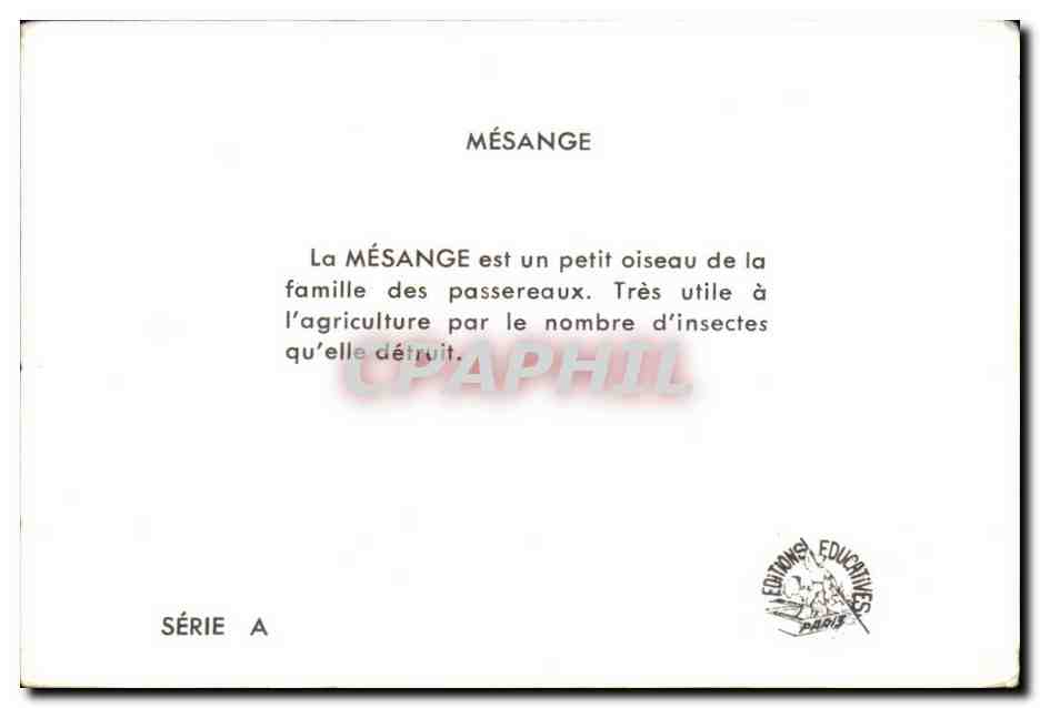Image Mesanges a longue queue oiseaux  — Verso