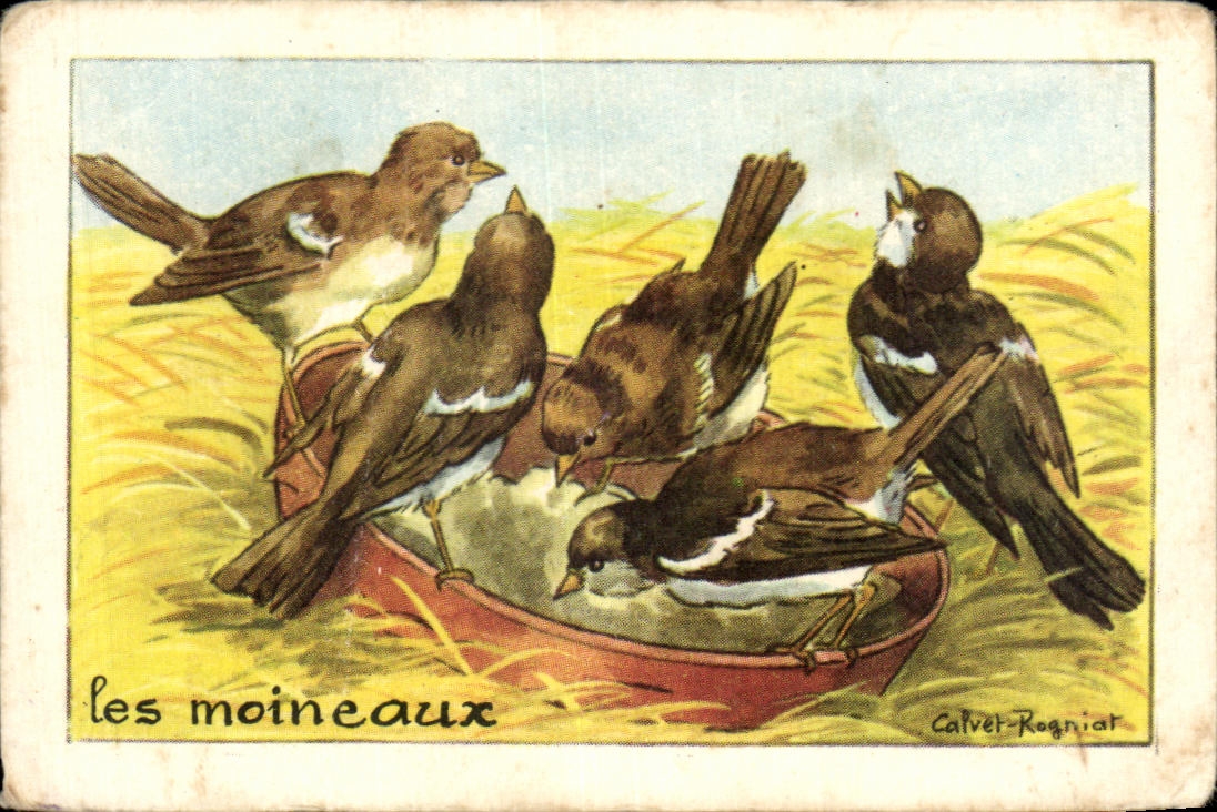 Image Les Moineaux