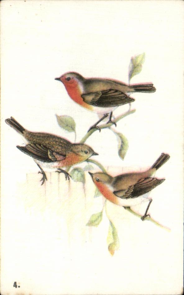 Image Rouge Gorge oiseau