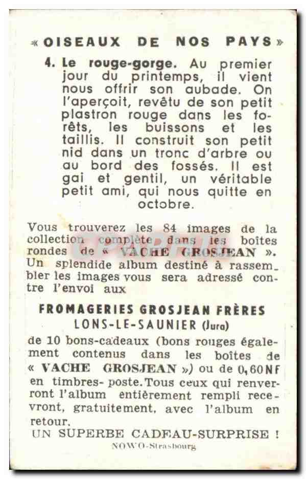 Image Rouge Gorge oiseau — Back